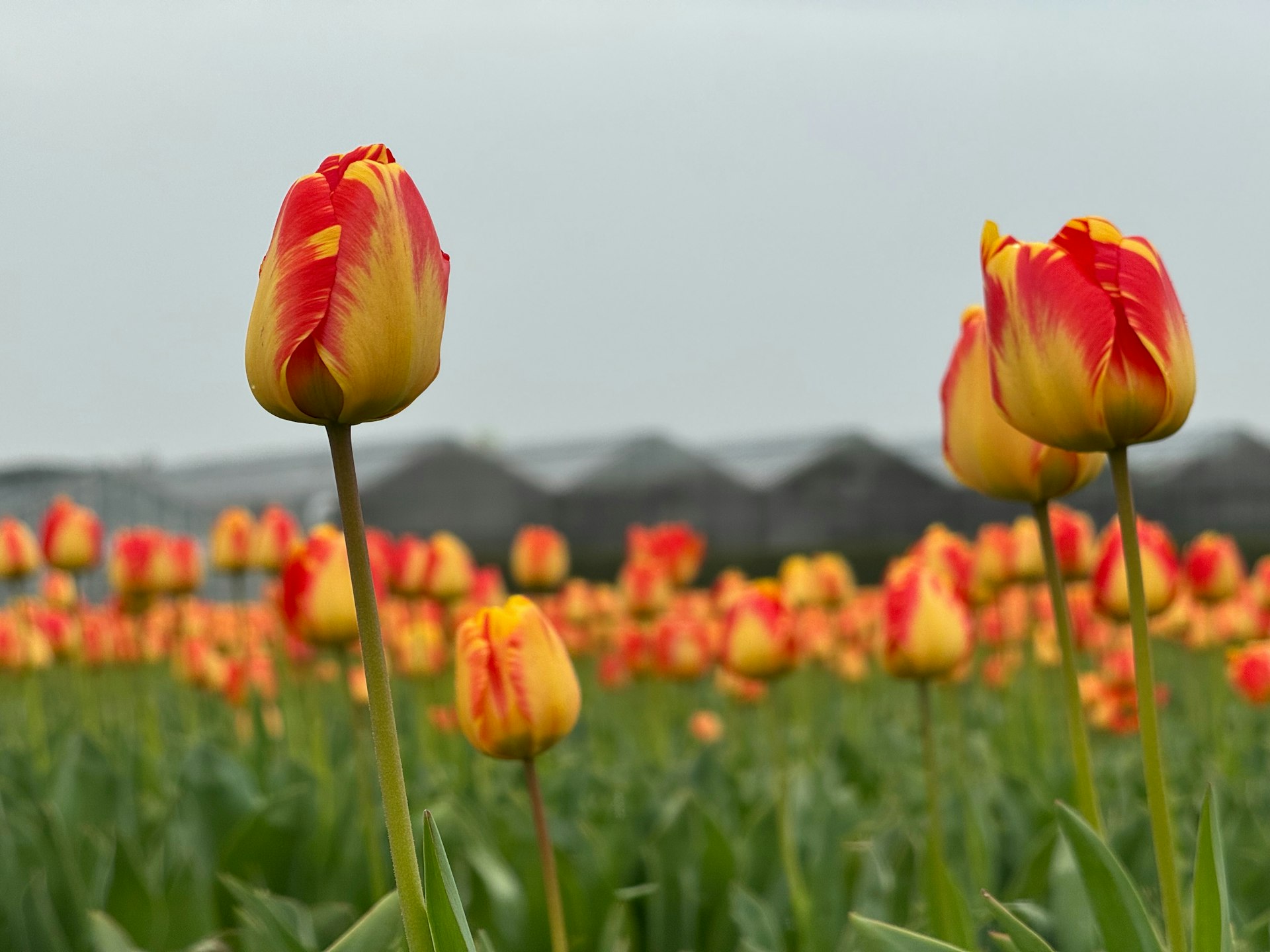 Red and yellow tulips bloom in a field
