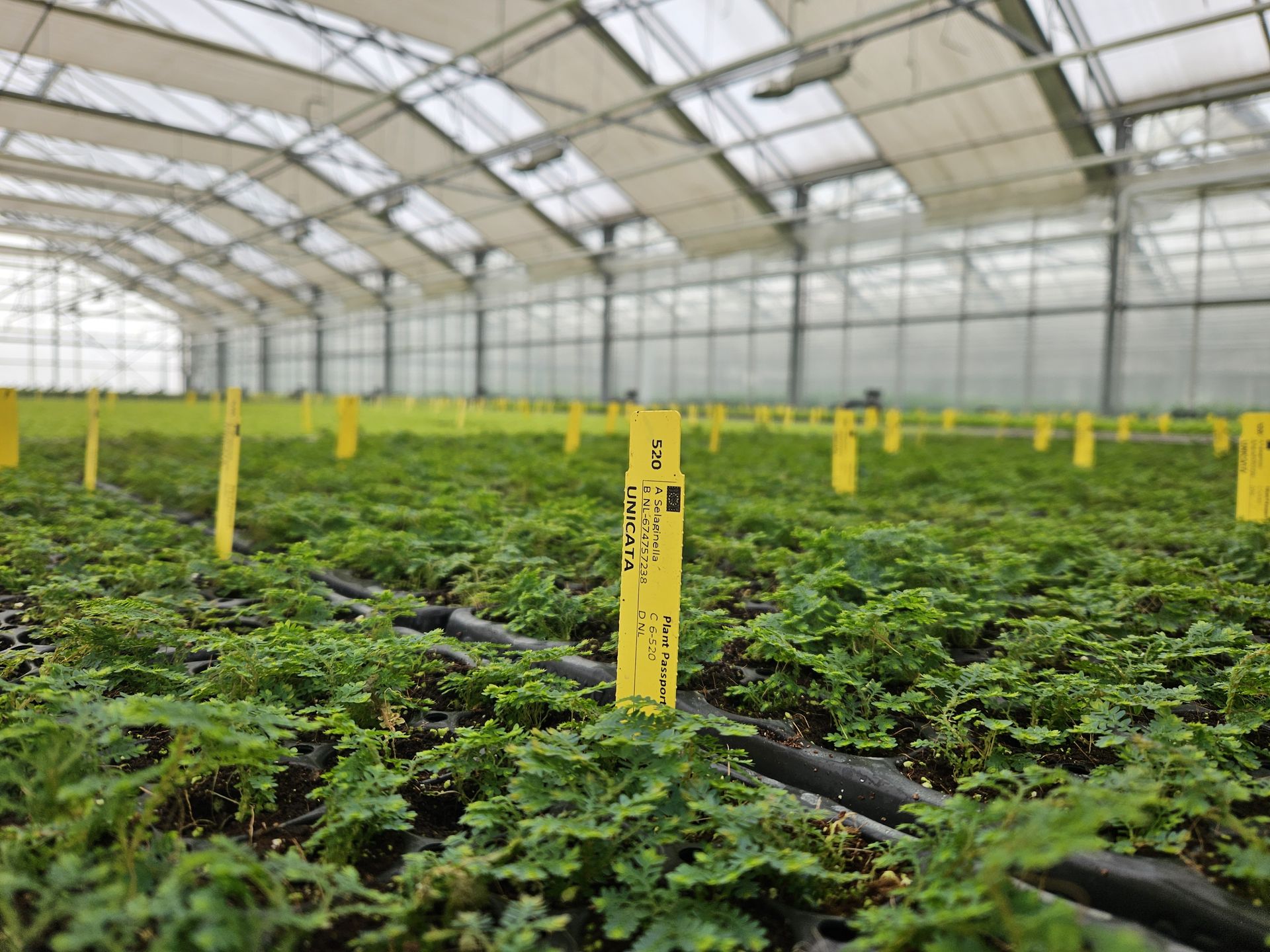 Steeketiketten met plantenpaspoort in moderne tuinbouwkas voor track & trace van gewassen