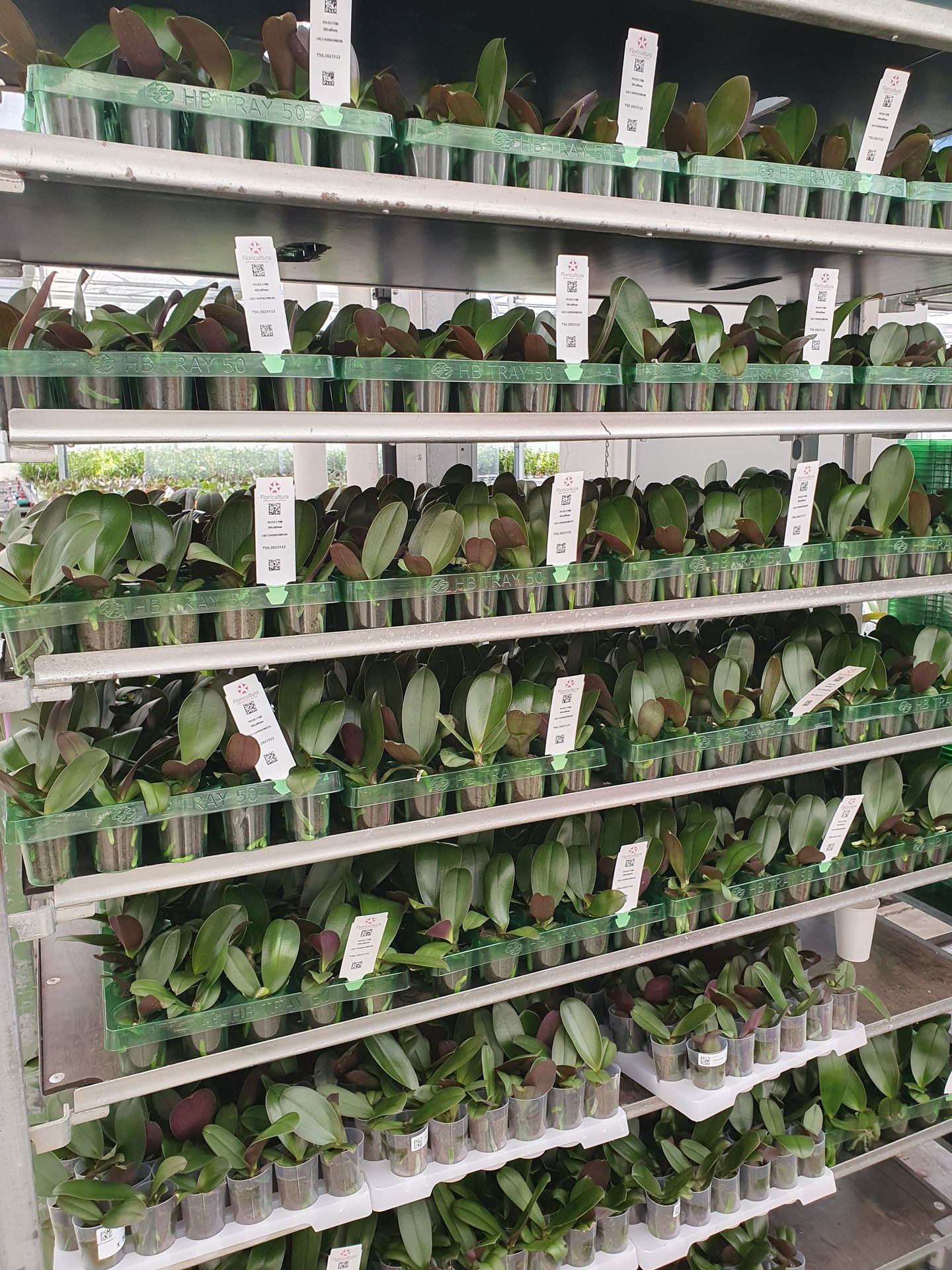 Steeketiketten met QR-code van Floricultura in plantentrays voor identificatie en tracering