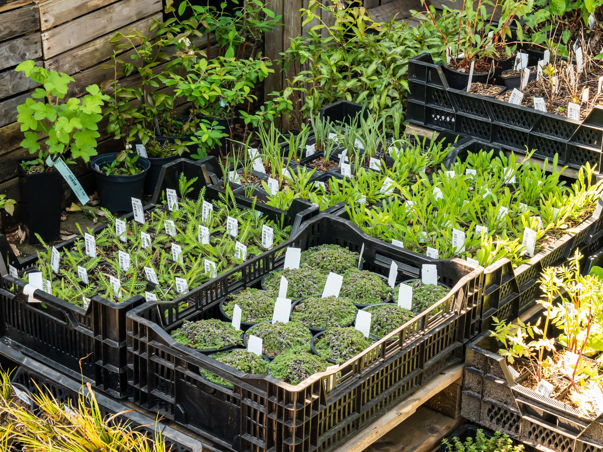 Labeling van planten in AGF-kratten met diverse labels, steeketiketten en sleufetiketten