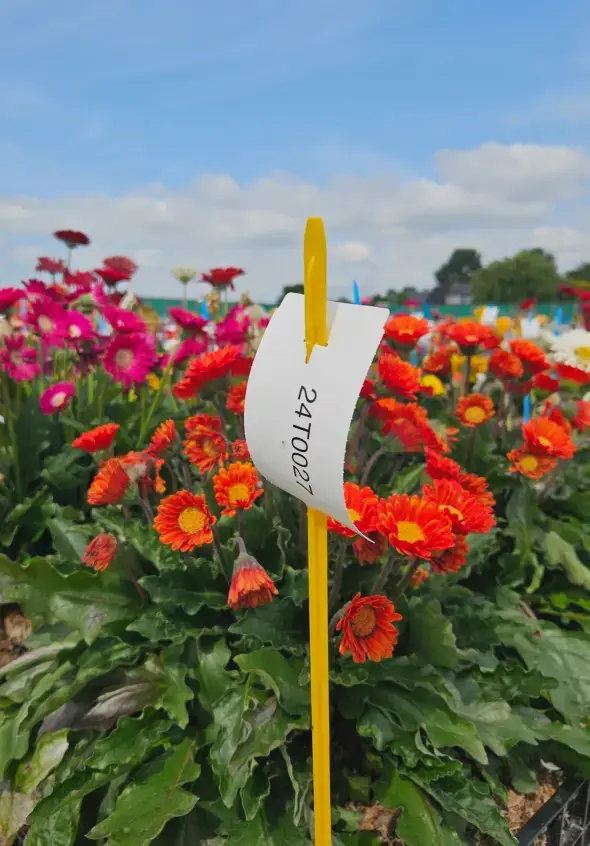 Kruis label in bloemenveld met thermo transfer bedrukking