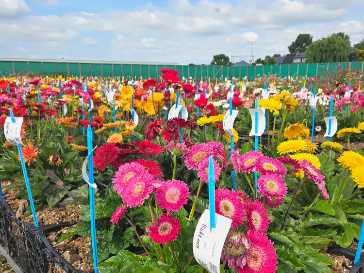 Kruis label in bloembollen veld met track and trace