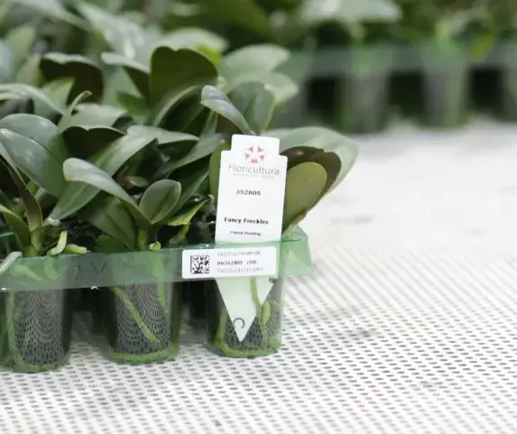 Floricultura steeketiketten in planten tray's voor de tuinbouw