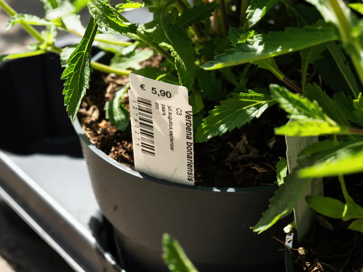 Steeketiketten in potten in een tuincentrum voor verkoop