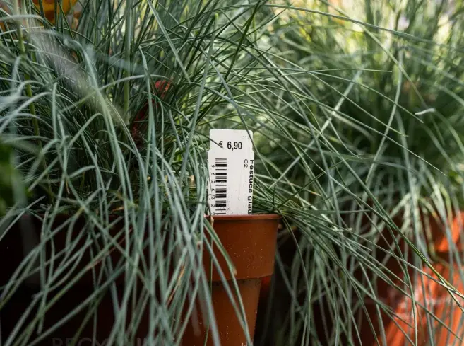 Steeketiketten in potten in de buitenlucht voor verkoop