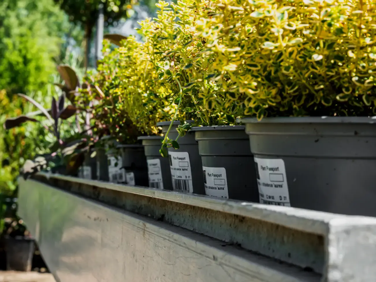 Zelfklevende labels op bloempotten in de tuinbouw