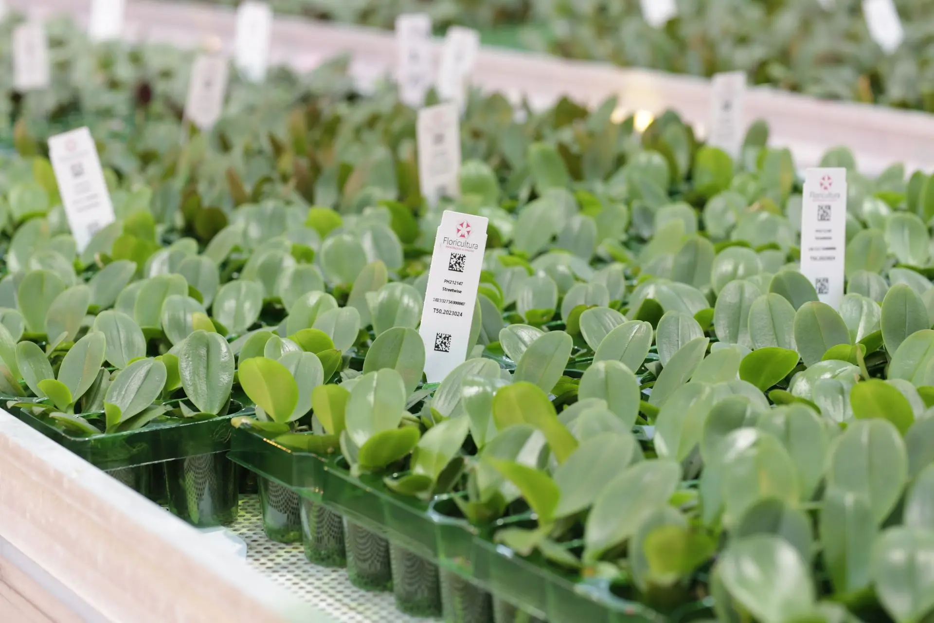 steeketiketten in planten tray