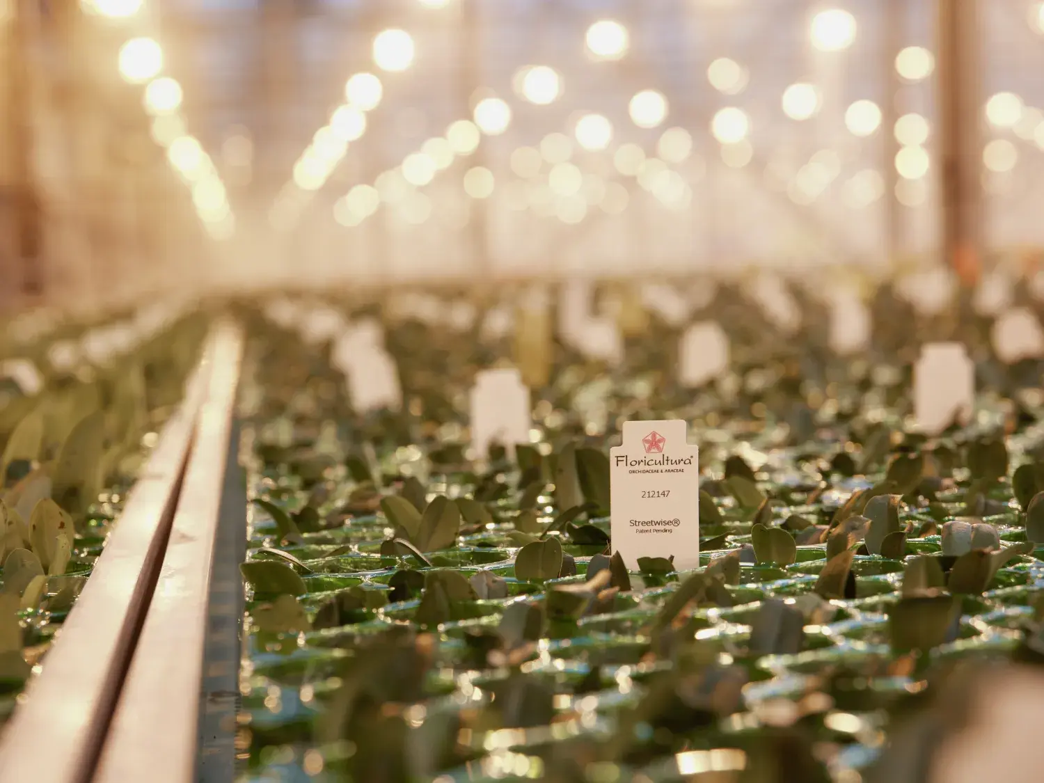 Floricultura steeketiketten in planten tray's