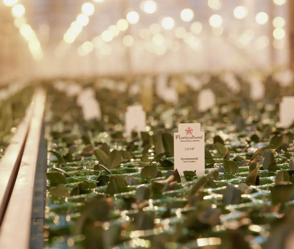 Floricultura steeketiketten in planten tray's