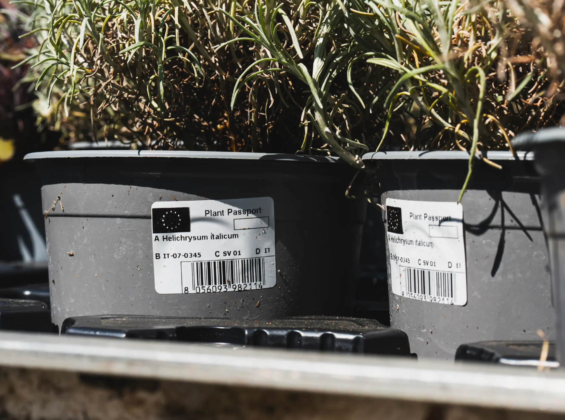 Self-adhesive labels on flower pots